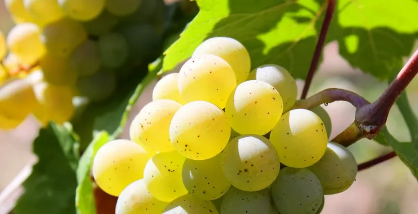 2026 Yılında Bulgaristan Schengen Vizesi: Adım Adım Rehber