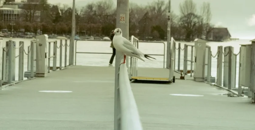 2026’da Schengen Vizesi Almanın Önemi