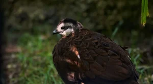 Hollanda İş Kurma Vizesi ile Yeni Bir Başlangıç Yapın
