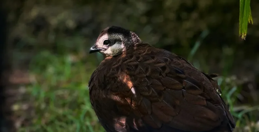 Hollanda İş Kurma Vizesi ile Yeni Bir Başlangıç Yapın