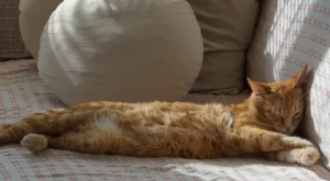 Sofya’ya Yolculuk: 2026 İçin En İyi İpuçları