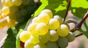 Yunanistan Schengen Vizesi 2026: Kapsamlı Rehber